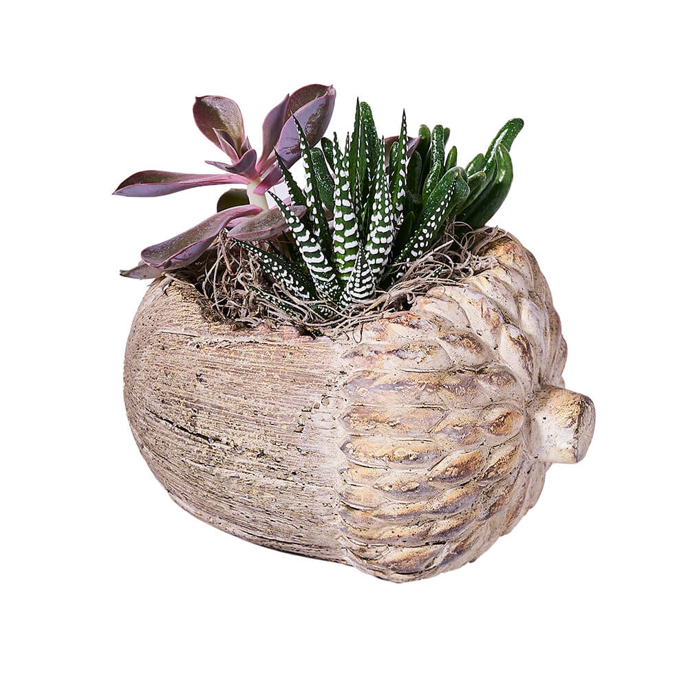 Acorn Succulent Plant Arrangement, plant gift, plant, thanksgiving gift, thanksgiving, fall gift, fall, halloween gift, halloween.New Jersey Blooms - New Jersey Delivery Blooms