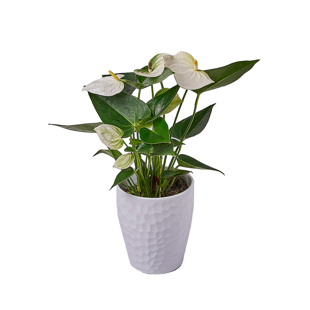 Admiration & Love Anthurium Flower, flower gift, flower, plant gift, plant, New Jersey delivery
