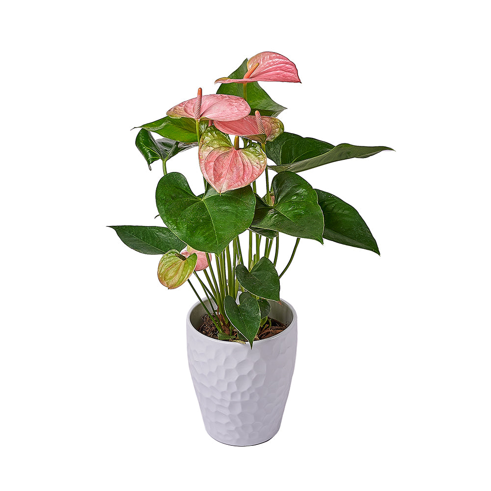 Blush Pink Anthurium Plant, plant gift, plant, flower gift, flower, New Jersey delivery
