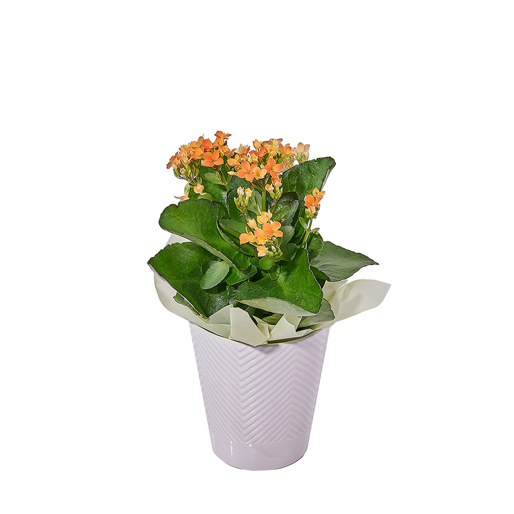 Fresh Kalanchoe Plant, plant gift, plant, flower gift, flower, kalanchoe gift, kalanchoe, New jersey delivery