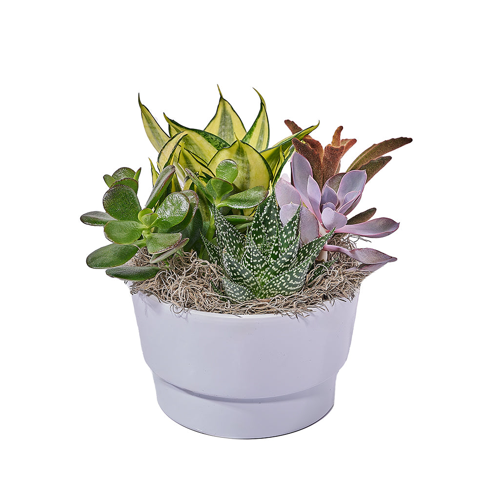 Lively Succulent Planter, plant gift, plant, succulent gift, succulent, New Jersey delivery