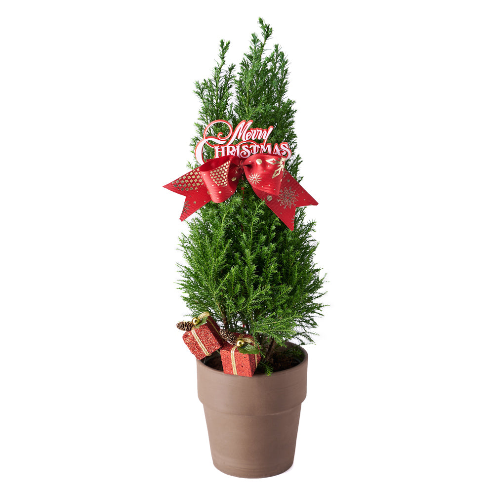 Mini Christmas Tree, Christmas Tree, Christmas Plant, Xmas Plant, Plant Gifts, New Jersey Delivery