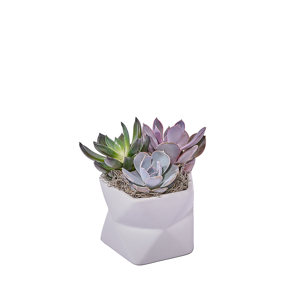 Potted Succulent Arrangement, plant gift, plant, succulent gift, succulent, New Jersey delivery