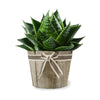 Pristine Elegance Aloe Vera Plant from New Jersey Blooms makes for a great gift for any occasion whether it’s a housewarming or a birthday.