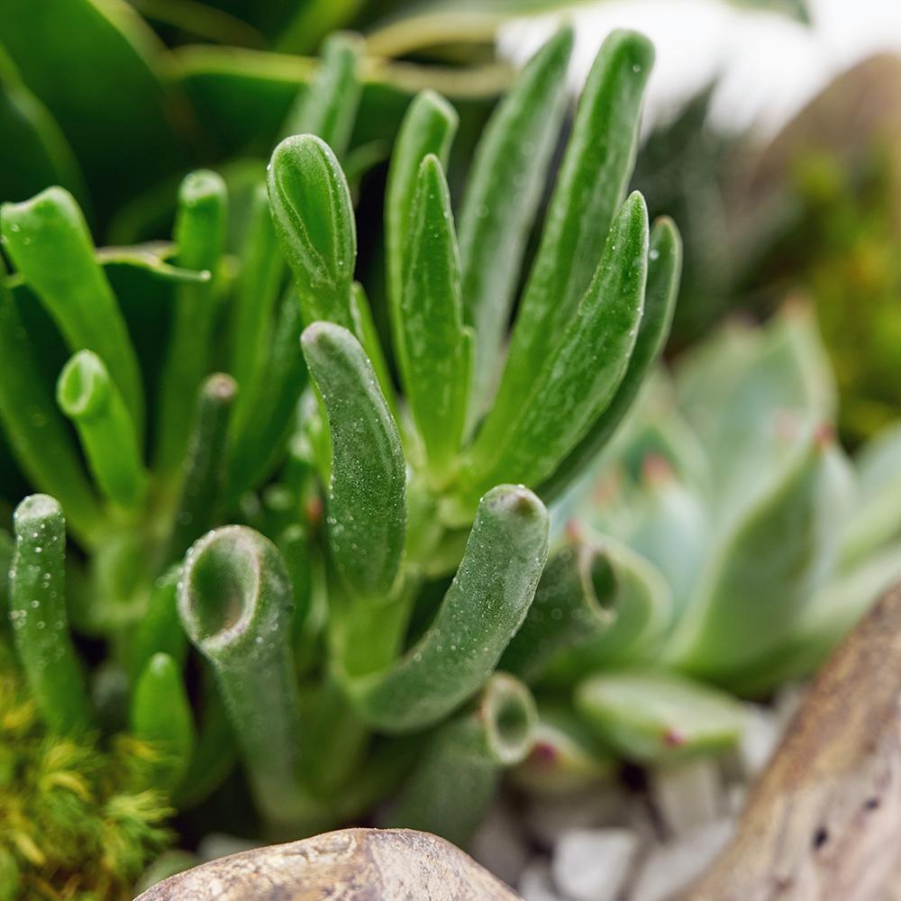 Bright Days Succulent Arrangement, selection of succulents in a decorative leaf-themed pot, Plant Gifts from Blooms New Jersey - Same Day New Jersey Delivery.