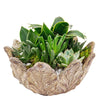 Bright Days Succulent Arrangement, selection of succulents in a decorative leaf-themed pot, Plant Gifts from Blooms New Jersey - Same Day New Jersey Delivery.