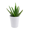 Calm Recollections Aloe Vera Plant - New Jersey Blooms - New Jersey Delivery Blooms