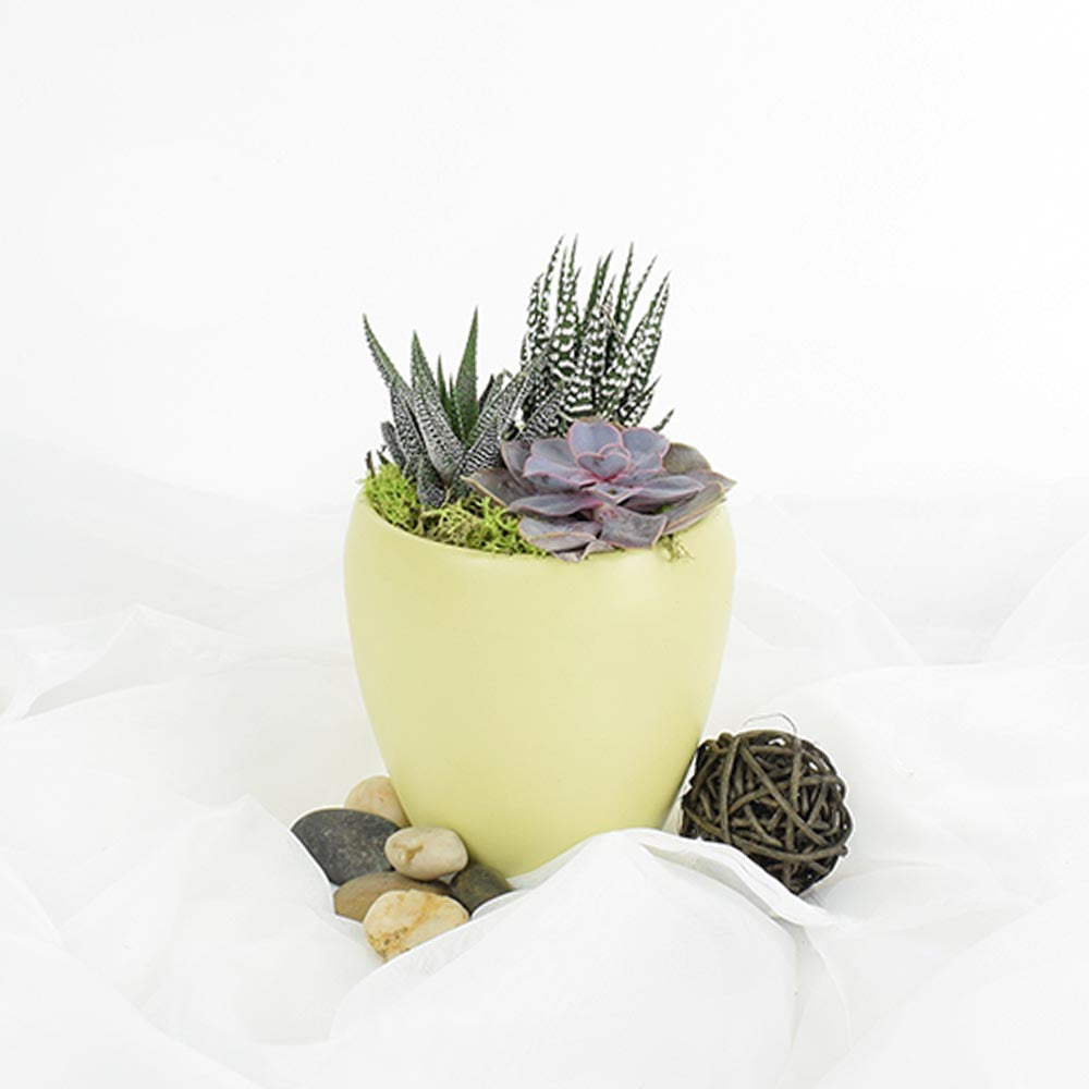 Succulent Vase Arrangement, floral gift baskets, gift baskets, succulent gift baskets