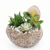 Easter Egg Rock Succulent - New Jersey Blooms - New Jersey Plant Delivery