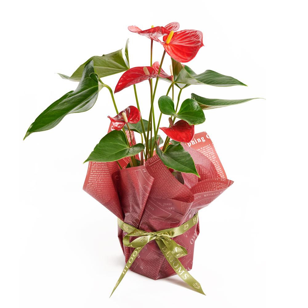 Flamingo Plant Arrangement - New Jersey Flowering Plant Delivery - New Jersey Blooms
