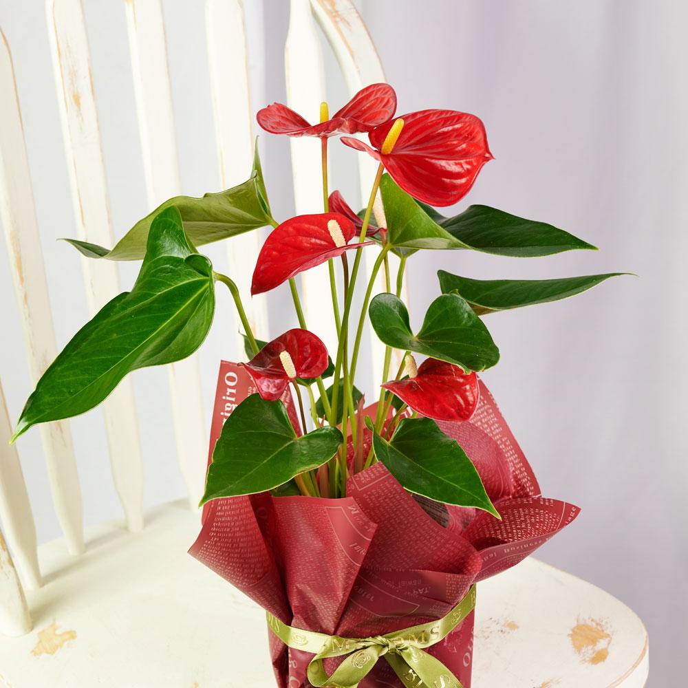 Flamingo Plant Arrangement - New Jersey Flowering Plant Delivery - New Jersey Blooms