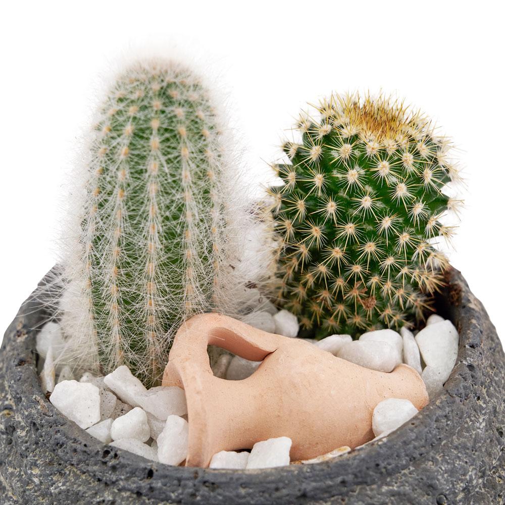 Forever Green Cactus Plant - New Jersey Blooms - New Jersey Delivery Blooms