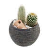 Forever Green Cactus Plant - New Jersey Blooms - New Jersey Delivery Blooms