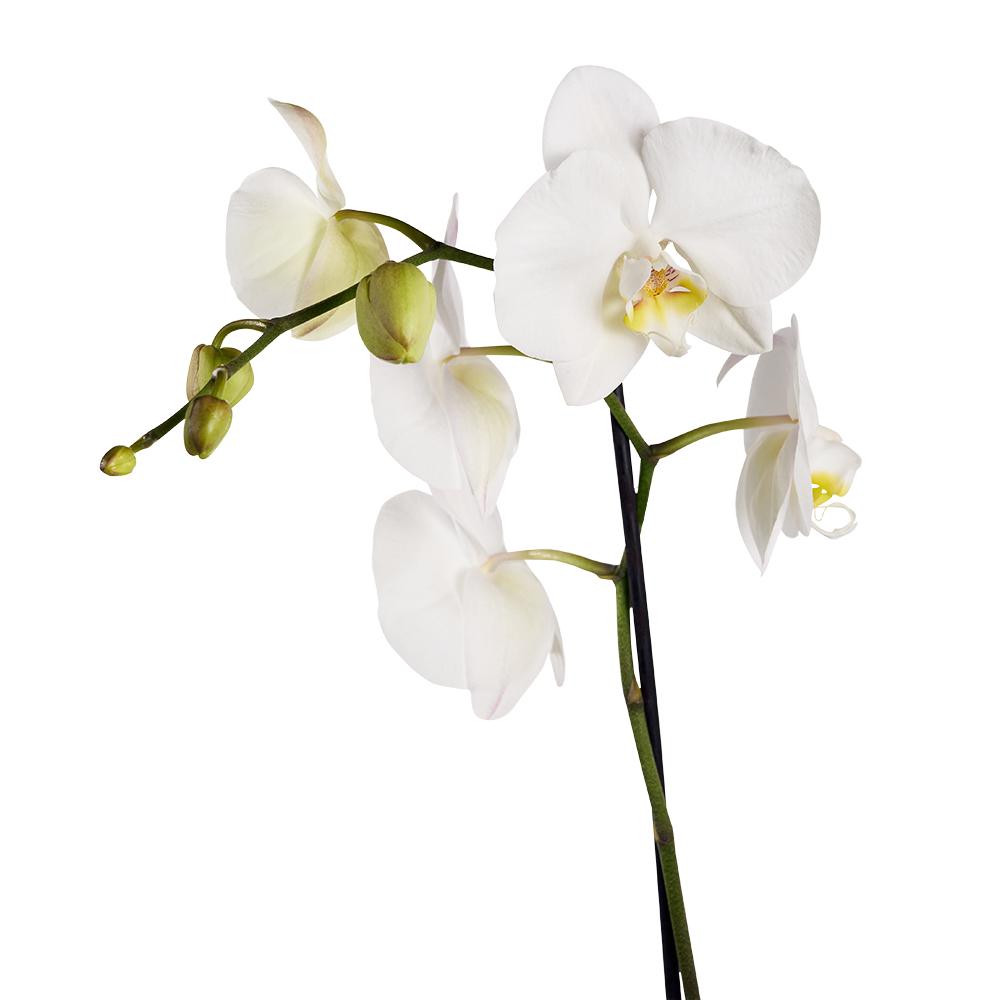 Guinness Flowers & Beer Gift, white potted orchid in a ceramic planter, Six Guinness beers, beautiful box can hold up to 6 beers, Flower & Beer Gifts from Blooms New Jersey - Same Day New Jersey Delivery.