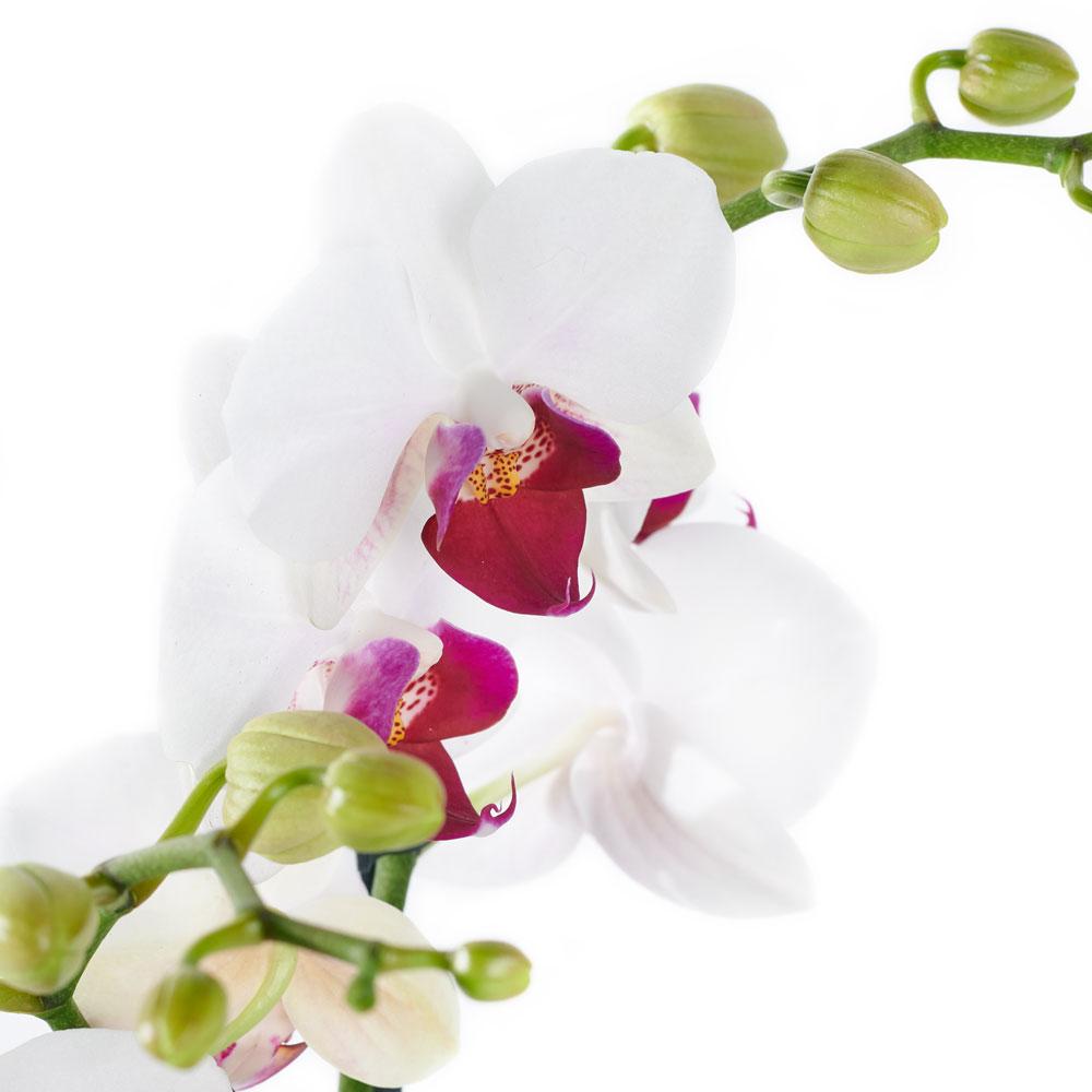 Lavish Exotic Orchid Plant, two orchid plants in a standard ceramic planter, Plant Gifts from Blooms New Jersey - Same Day New Jersey Delivery.