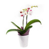 Lavish Exotic Orchid Plant, two orchid plants in a standard ceramic planter, Plant Gifts from Blooms New Jersey - Same Day New Jersey Delivery.