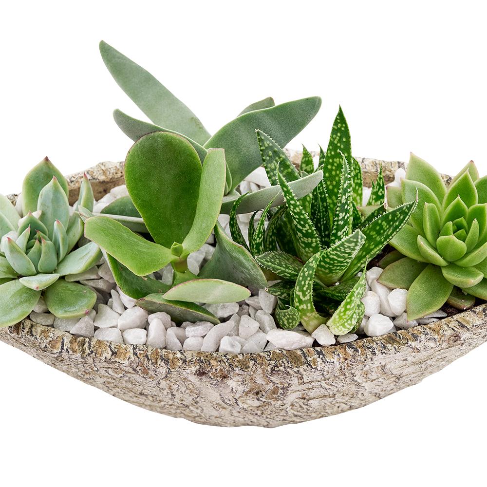 Nature's Own Succulent Garden - New Jersey Blooms - New Jersey Plant Delivery