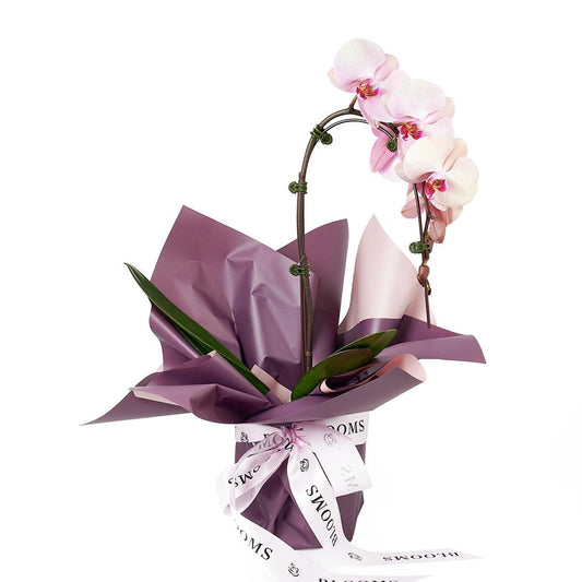 Orchid & Planter - New Jersey Flower Delivery - New Jersey Blooms