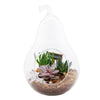 Pear Shaped Succulent Terrarium - New Jersey Blooms - New Jersey Plant Delivery