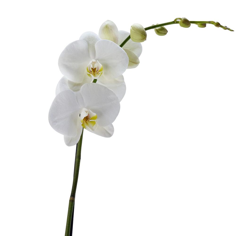 Pure & Simple Exotic Orchid Plant, white orchid in a white ceramic planter with a support system to keep the flowers upright, Plant Gifts from Blooms New Jersey - Same Day New Jersey Delivery.