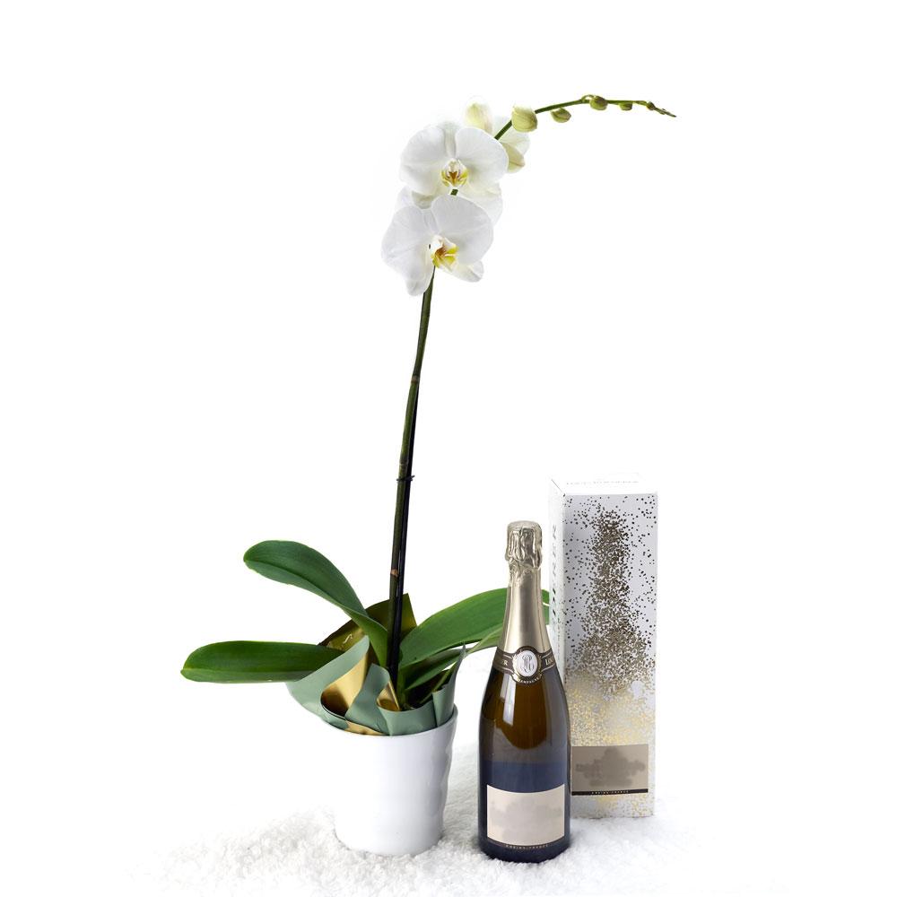 Pure & Simple Flowers & Champagne Gift, white orchid in a white ceramic planter, bottle of Sparkling Wine, Flower Gifts from Blooms New Jersey - Same Day New Jersey Delivery.