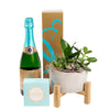 Reasons to Celebrate Plant & Champagne Gift, box of truffles, a potted succulent arrangement, and a bottle of champagne, Plant Gifts from Blooms New Jersey - Same Day New Jersey Delivery.