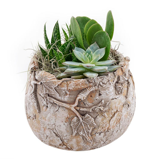 Shades of Green Succulent Terrarium - New Jersey Flower Gifts - Plant Gifts - Cactus - New Jersey Blooms