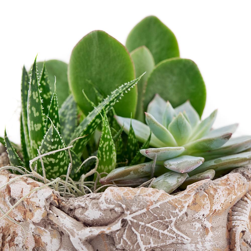 Shades of Green Succulent Terrarium - New Jersey Flower Gifts - Plant Gifts - Cactus - New Jersey Blooms