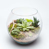 New Jersey Same Day Flower Delivery - New Jersey Flower Gifts - Plant Gifts - Terrarium