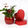 Valentine's Day Ardent Red Anthurium, potted anthurium plant in a ceramic planter, Plant Gifts from Blooms New Jersey - Same Day New Jersey Delivery.