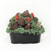 Valentine's Day Chocolate Dipped Strawberries Tin, 14 strawberries covered in dark chocolate and milk chocolate and packed in a black metal tin, Gourmet Gifts from Blooms New Jersey - Same Day New Jersey Delivery.