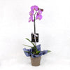 Valentine's Day Pink Orchid, pink orchid plant in a ceramic planter, Plant Gifts from Blooms New Jersey - Same Day New Jersey Delivery.