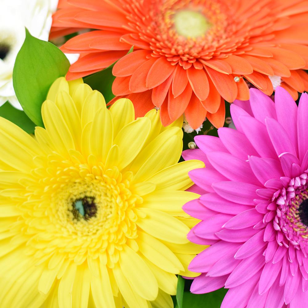 Vivacious Daisy Arrangement, gerbera in warm tones, ruscus, and baby’s breath in a stylish short pink hat box, Mix Floral Gifts from Blooms New Jersey - Same Day New Jersey Delivery.