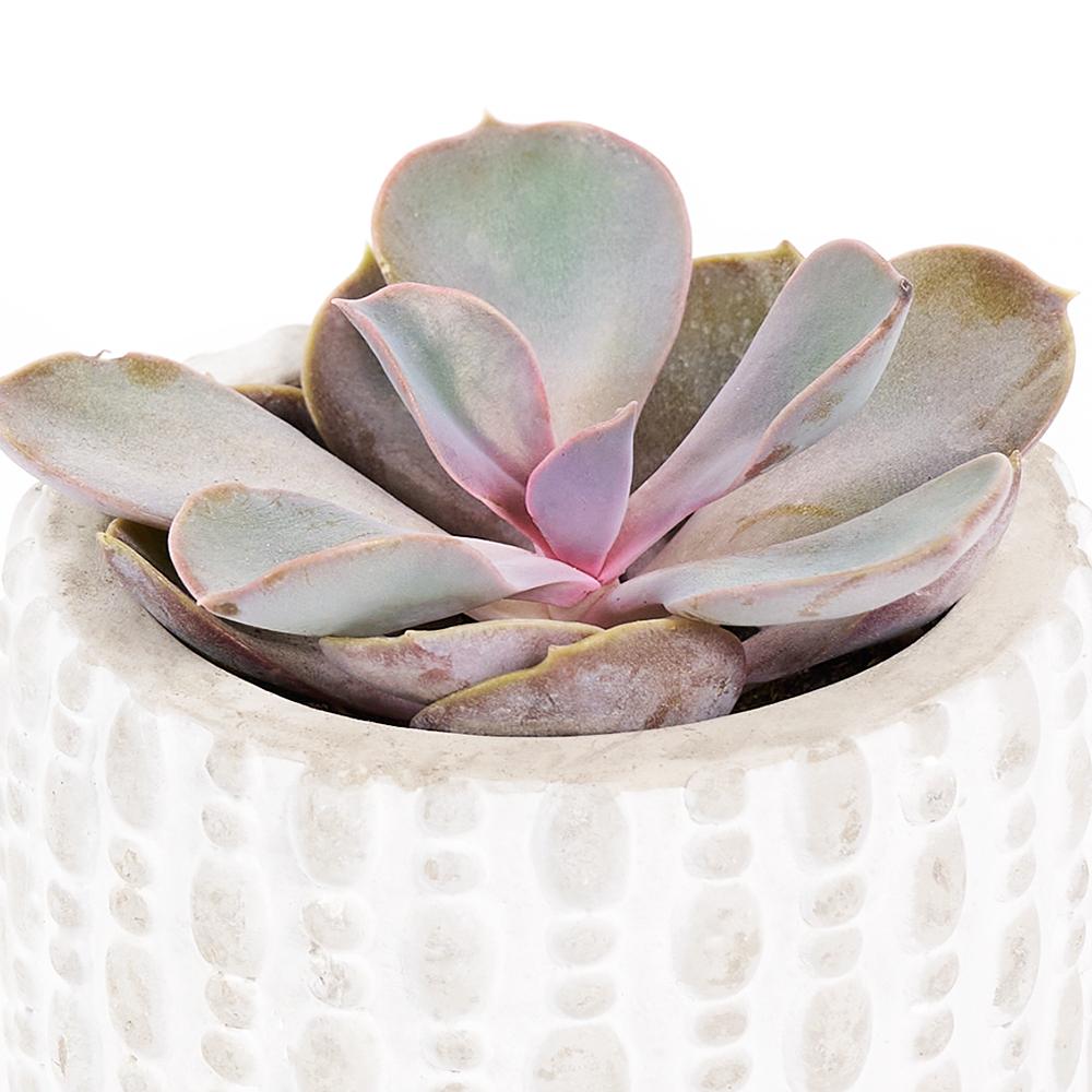 "You're Special" Plant & Wine Gift, potted succulent in a white ceramic planter with a stand, Lavender scented candle, bottle of red wine, Plant & Wine Gifts from Blooms New Jersey - Same Day New Jersey Delivery.