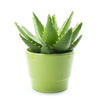 New Jersey Same Day Flower Delivery - New Jersey Flower Gifts - Plant Gifts - Aloe Vera