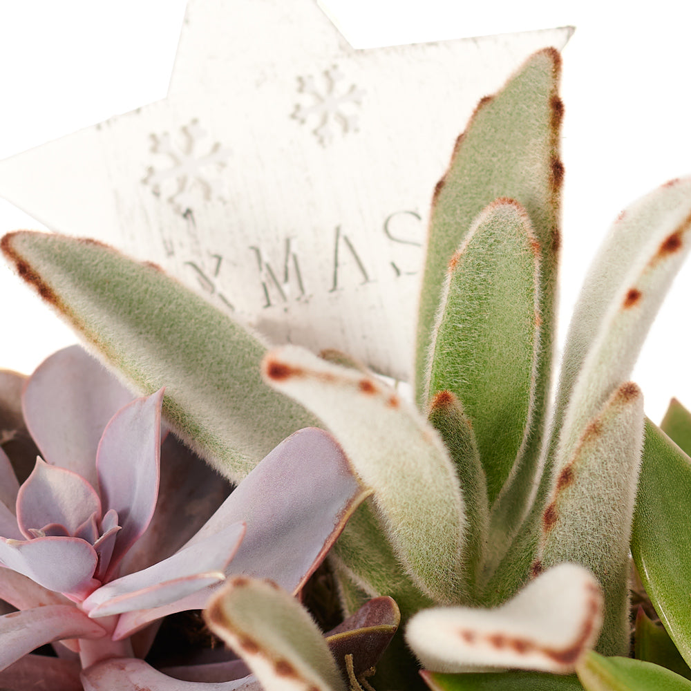 Christmas Succulent Arrangement, assorted succulent plants in a white planter with winter décor, plant gifts from Blooms New Jersey - Same Day New Jersey Delivery.