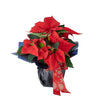 Bring a touch of holiday spirit to someone special with the Festive Poinsettia Gift from New Jersey Blooms. Featuring vibrant red and green leaves in a charming planter tied with a designer ribbon, this living gift is a perfect expression of Christmas cheer. 