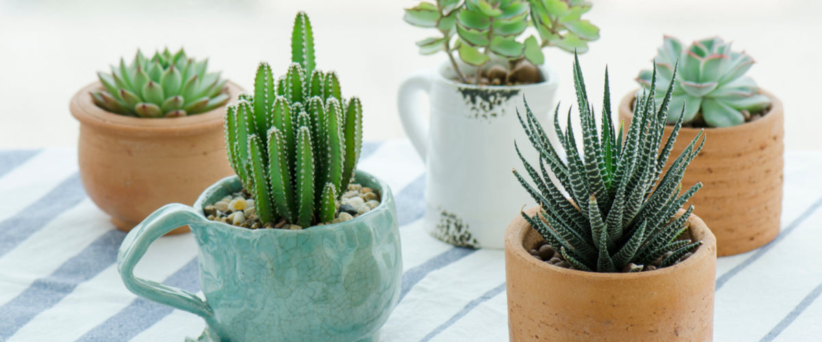 plants