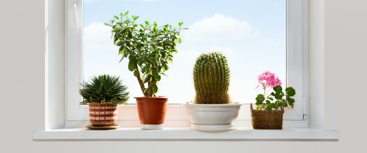 House Plant Gifts New Jersey Flower Delivery New Jersey Blooms