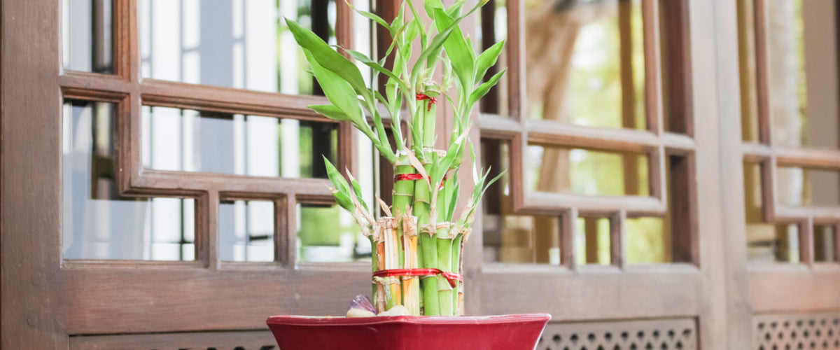 Bulbs and Bamboo Plants