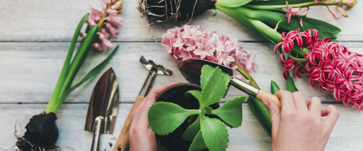 Flowering Plants