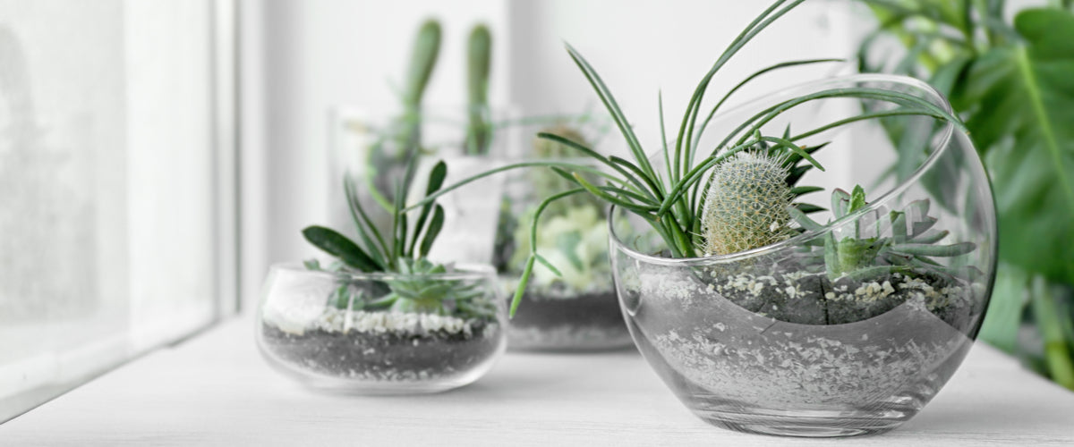 Terrariums