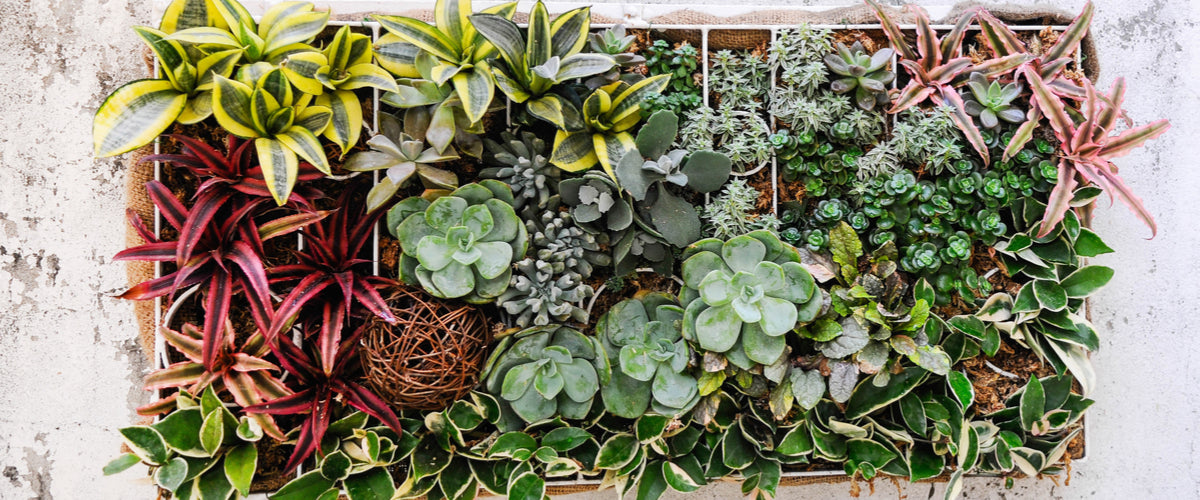 Succulent Gardens Gifts - New Jersey Blooms Gifts - New Jersey Flower Delivery