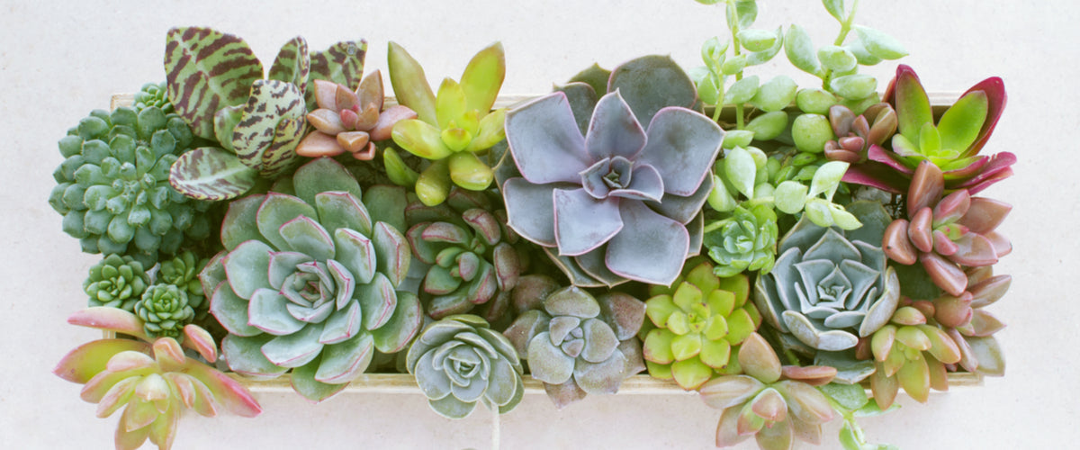 Blooms Insider - Plants