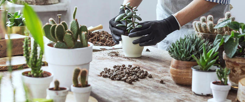 Succulents & Cacti