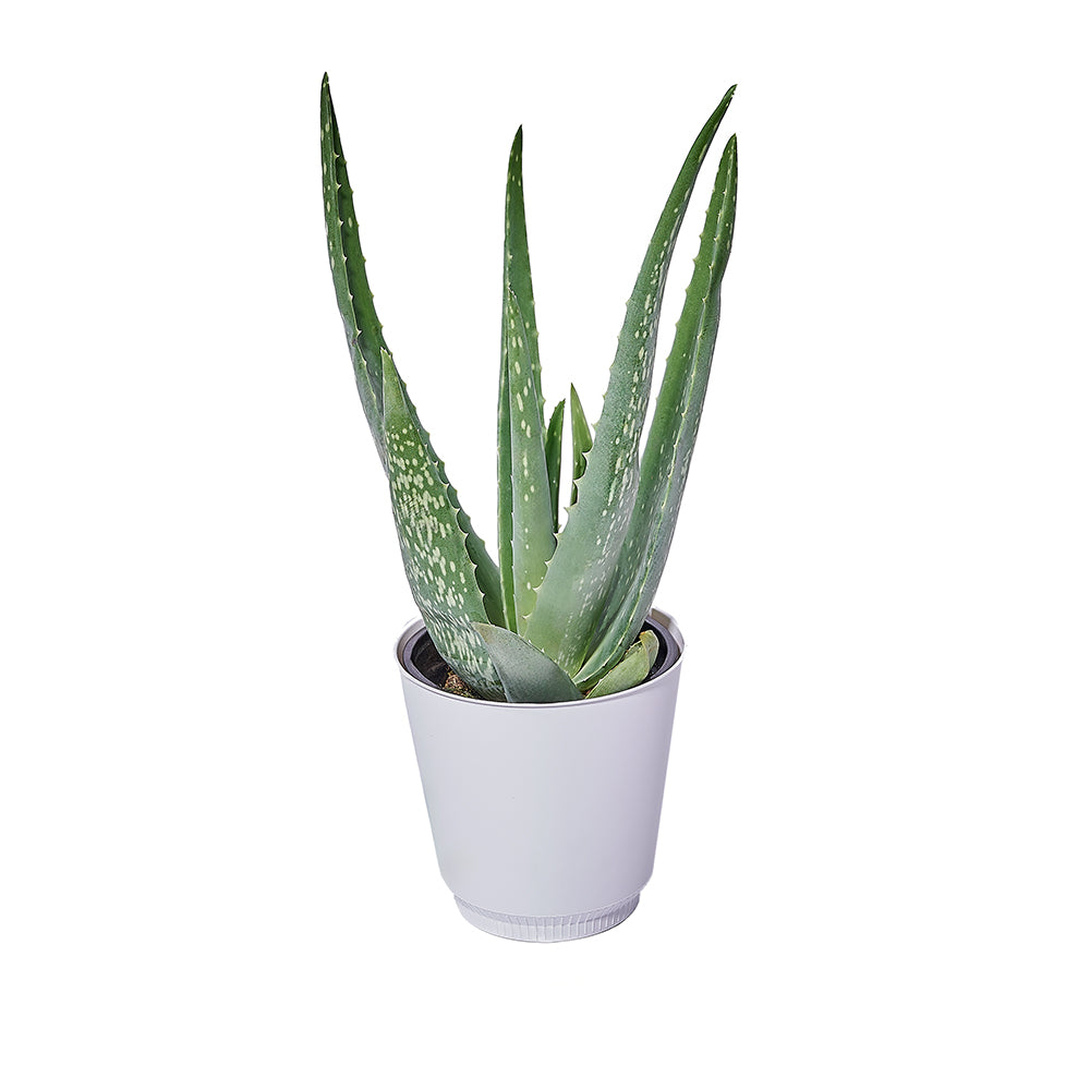 Calm Recollections Aloe Vera Plant, plant gift, plant, aloe vera gift, aloe vera, succulent gift, succulent, New Jersey delivery