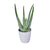 Calm Recollections Aloe Vera Plant