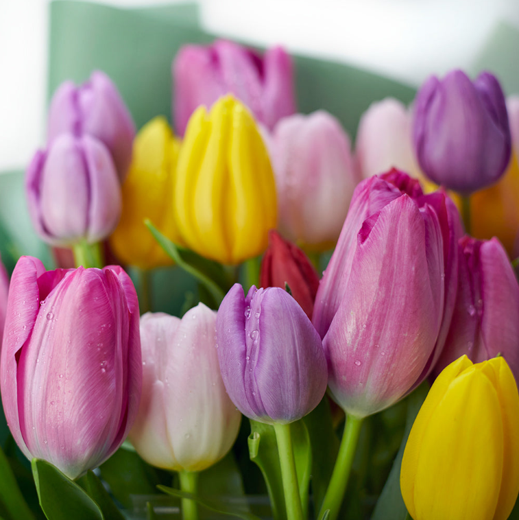 Spring Radiance Tulip Bouquet