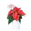 Classic Poinsettia Gift, Potted Flower, flowers, Flower Arrangement, christmas, holiday, Set 24040-2021, holiday flower delivery, delivery holiday flower, christmas plant new jersey, new jersey christmas plant, new jersey delivery
