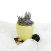 Potted Succulent Arrangement - Succulent Plant Gift - Same Day New Jersey Delivery